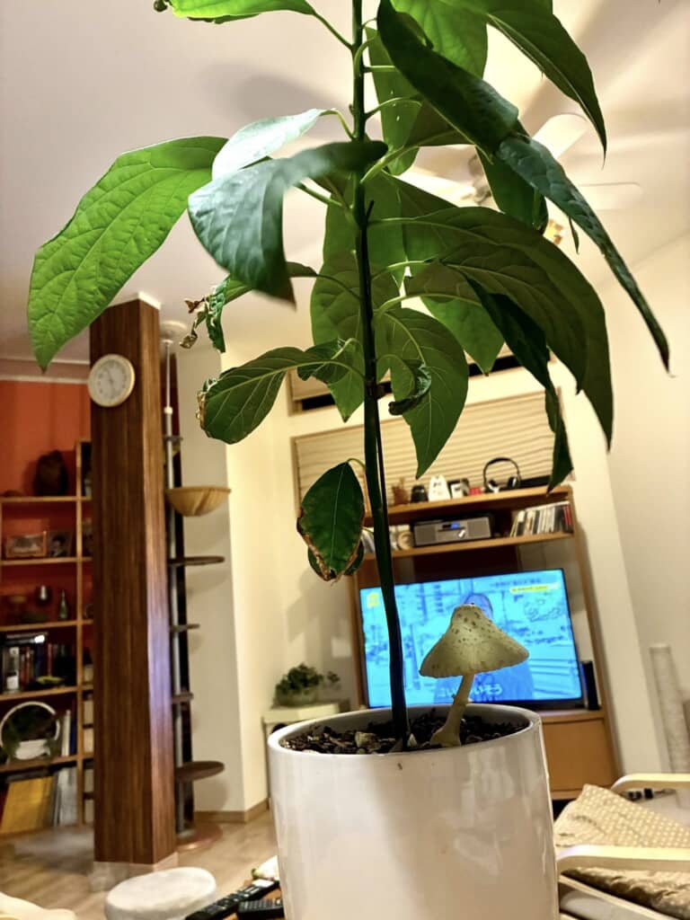 アボカドの木に生えたキノコ