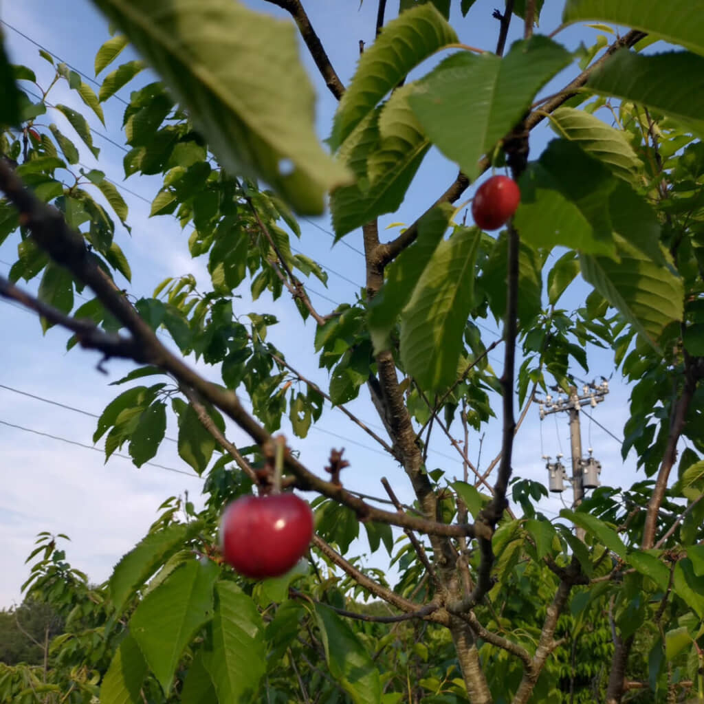 スーパーで買ったアメリカンチェリーの種を植えた結果……