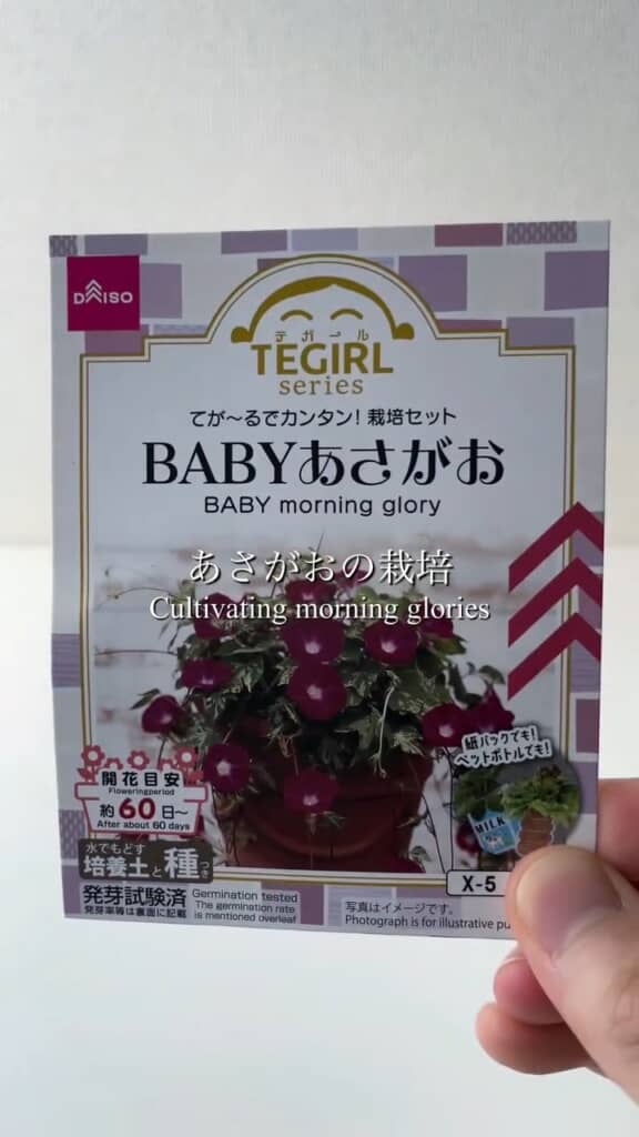 培養土付きの朝顔栽培キット