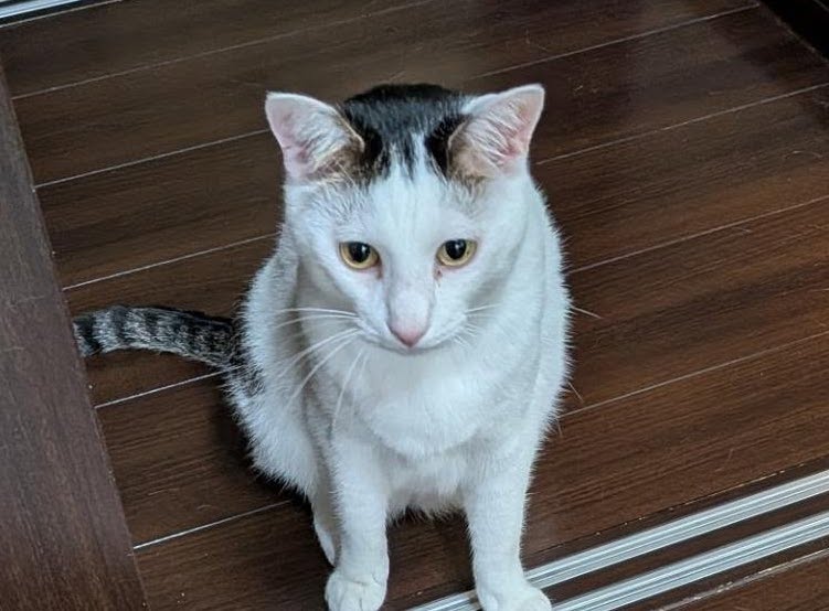 2階のリビングにやって来た愛猫