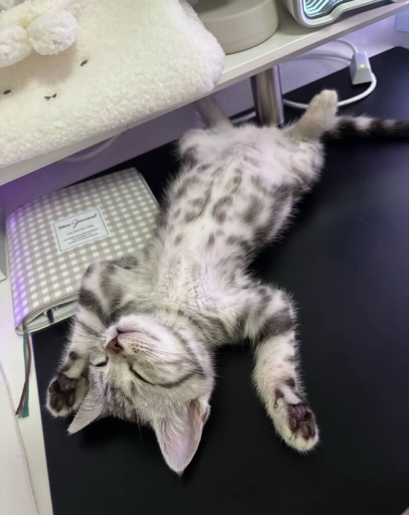 大の字で眠るにゃるるちゃん