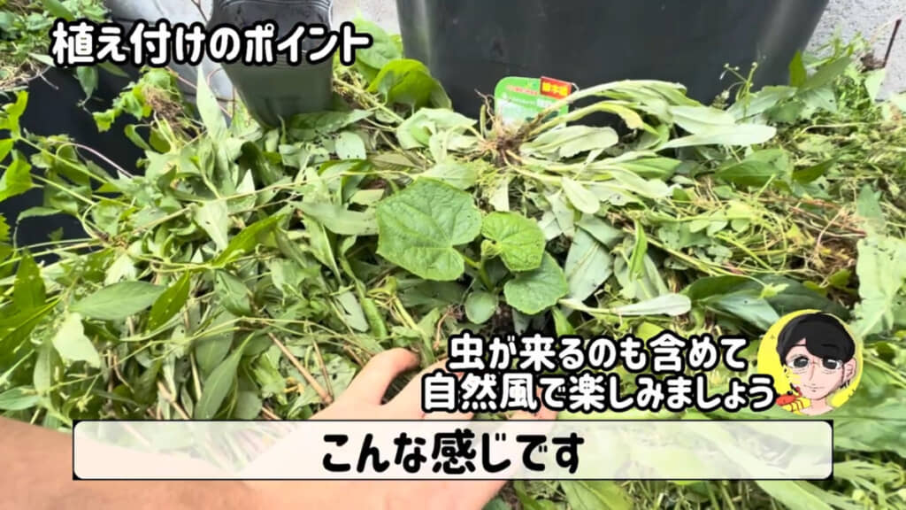 きゅうりの苗を植えた様子（画面中央あたり）