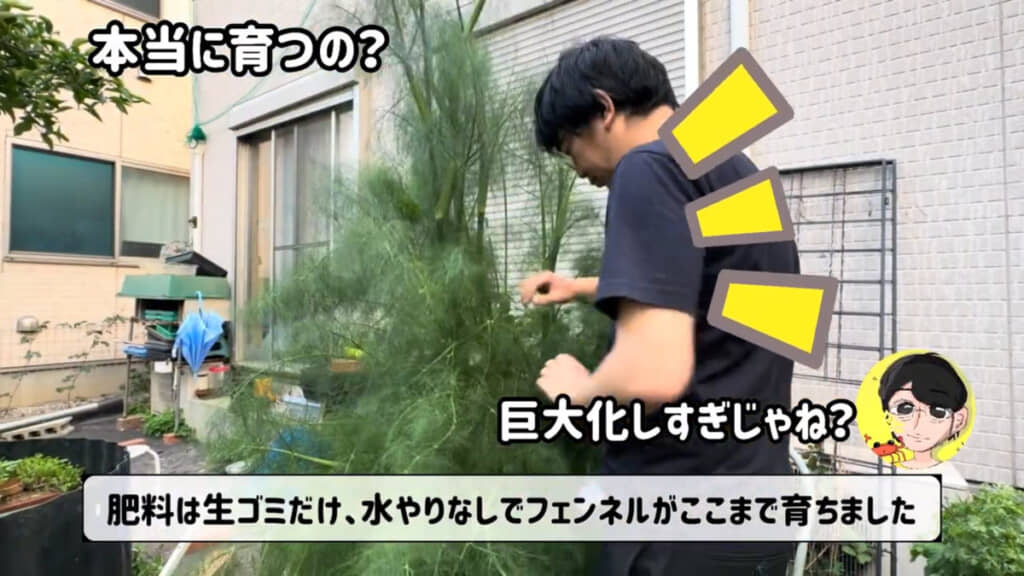 フェンネルが“水やりゼロ”でここまで巨大化！