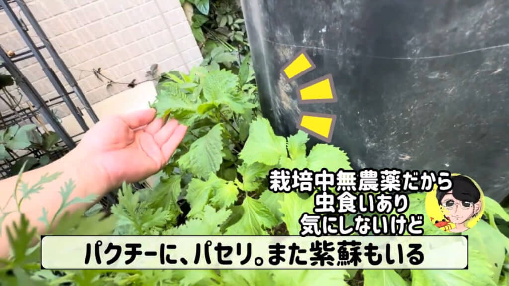 種をまいたら成長したハーブたち