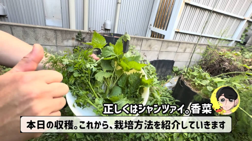 1日でこれだけ収穫できました