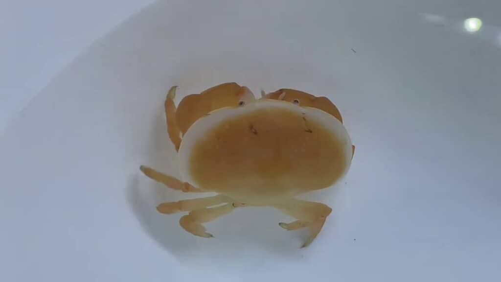 ホシマンジュウガニの背面
