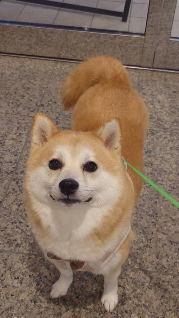 尊いお顔