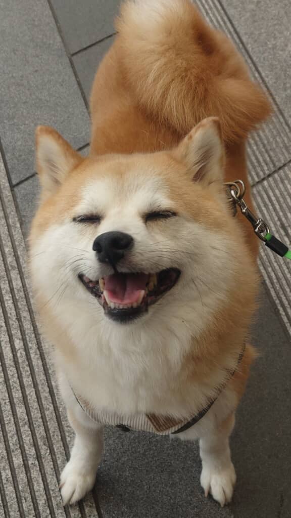飼い主さんが全力で守りたい笑顔