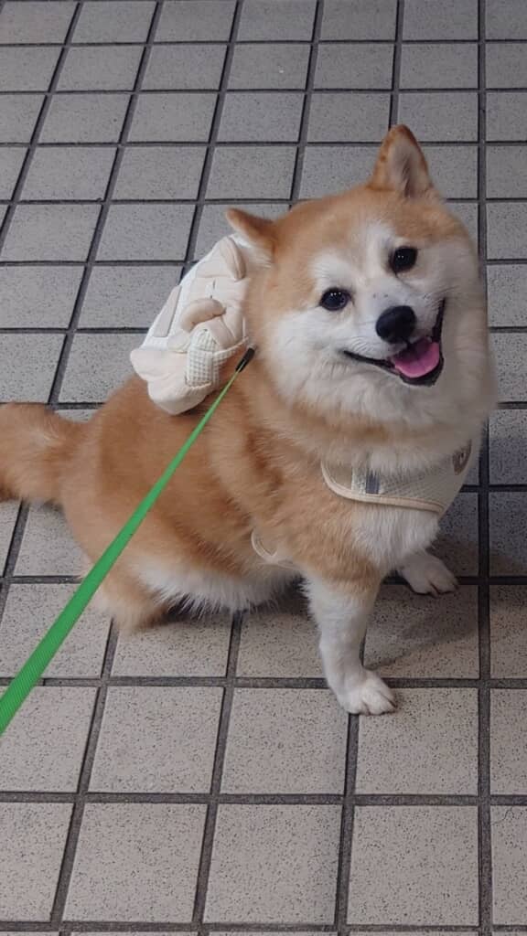リュックを背負ってお散歩