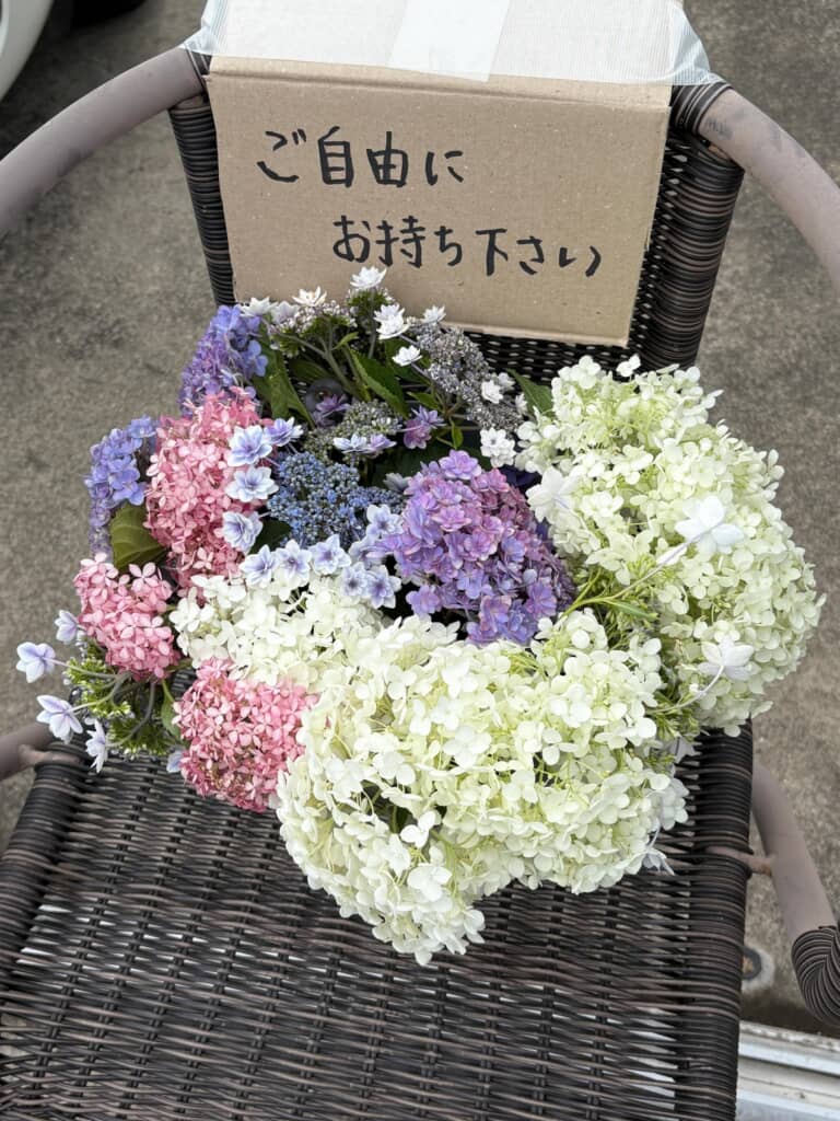 フリーテイクにした紫陽花たち