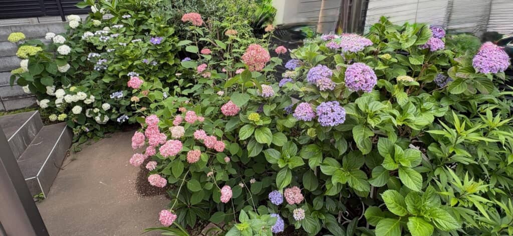 一部のお辞儀してしまった紫陽花