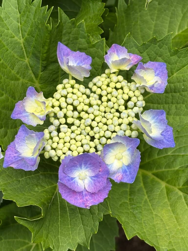 真花がまだつぼみのガクアジサイ
