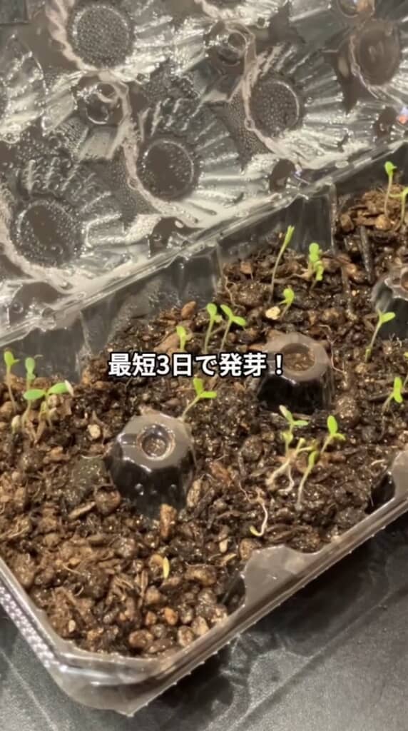 適切な環境でしっかり発芽!