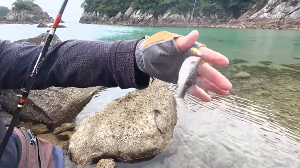 まずはフグが釣れました