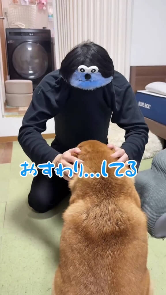 ごんちゃんを触りまくるスンスン