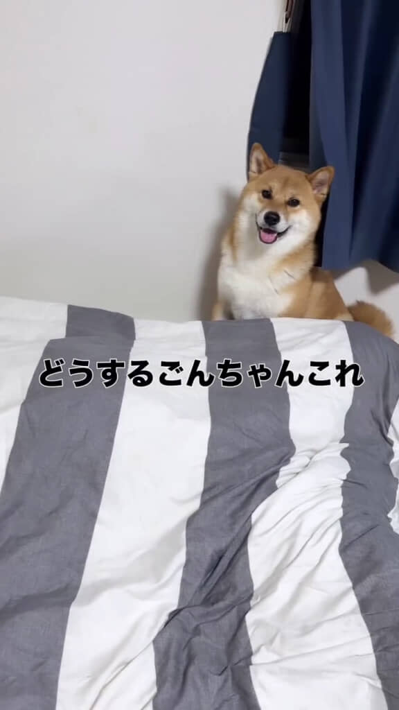 ごんちゃんも唖然……