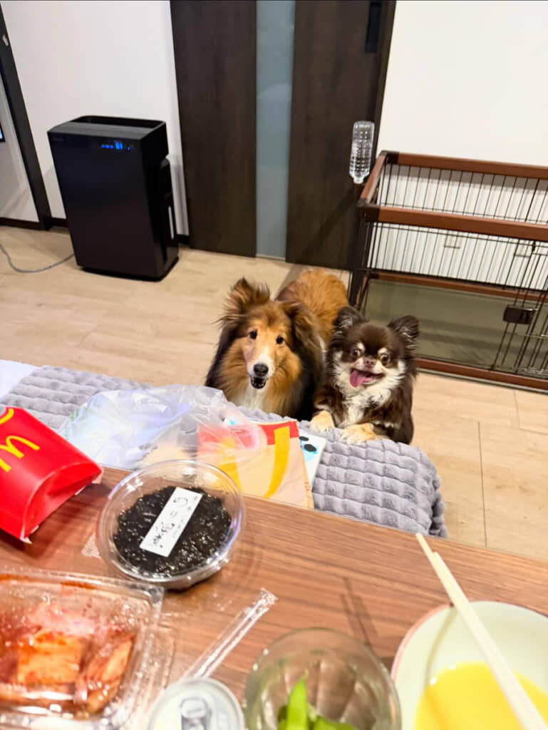 なんだか楽しそうなワンちゃんたち。その理由は食卓に……？