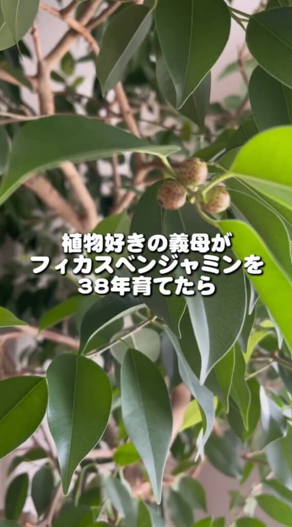 義母がベンジャミンを38年育てたら……?