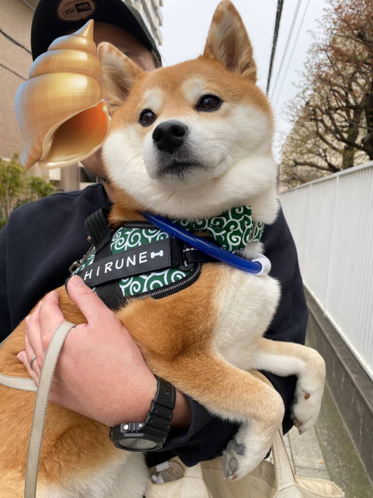 温和な性格が伝わりますね