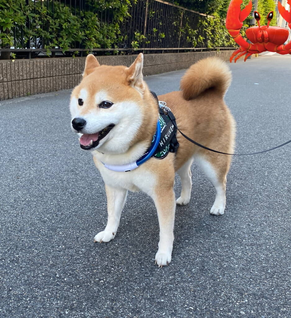 おめめキラキラひるねちゃん
