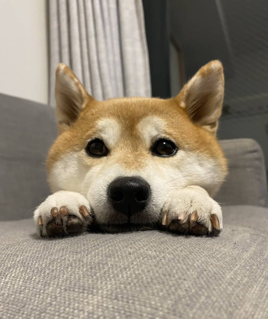 おいも待ち！
