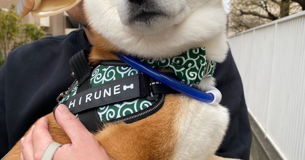 散歩中、少女に「見て！あのわんちゃん優しそう」と言われた柴犬→納得の表情に「間違いない」「この上ない褒め言葉ですね」（1/3） | 犬 ねとらぼ