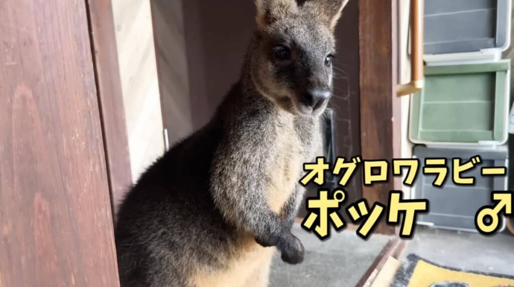 オグロワラビーの「ポッケ」くん