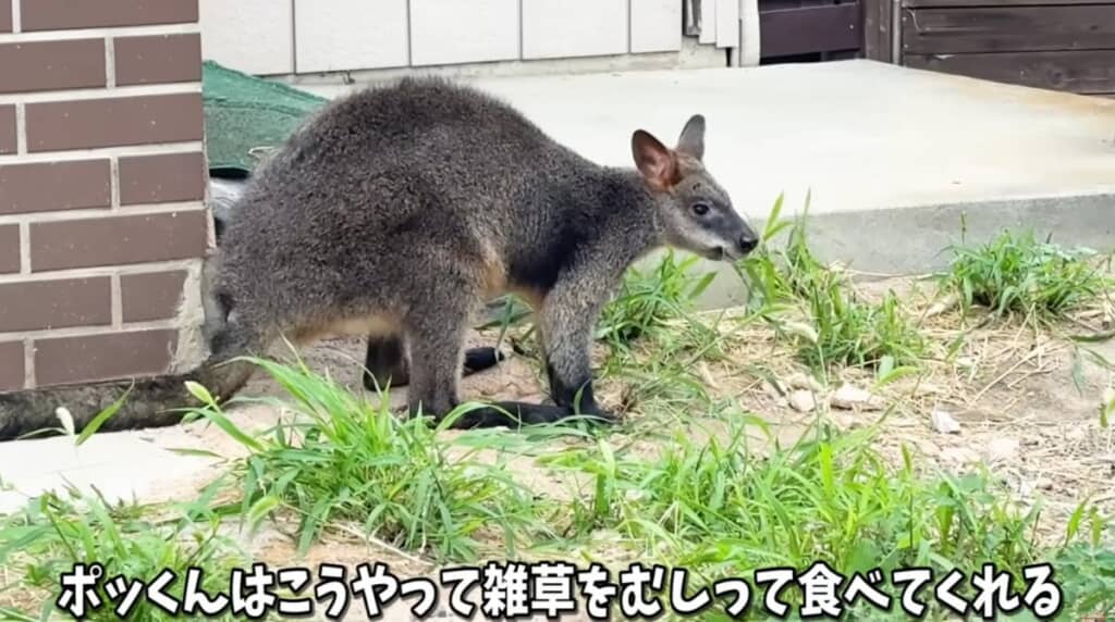 雑草をむしって食べてくれるポッケくん