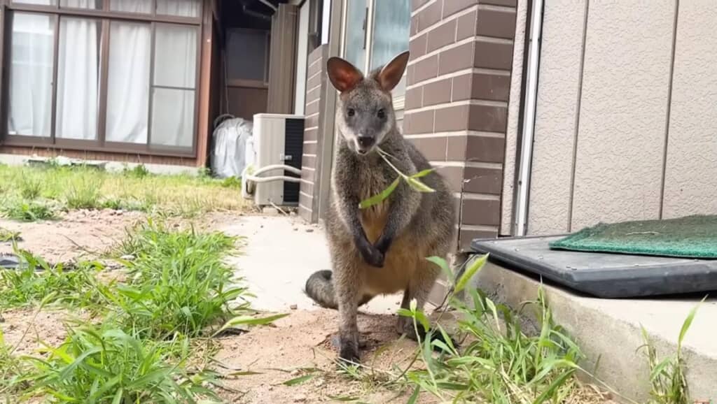ドカベンスタイルでお食事