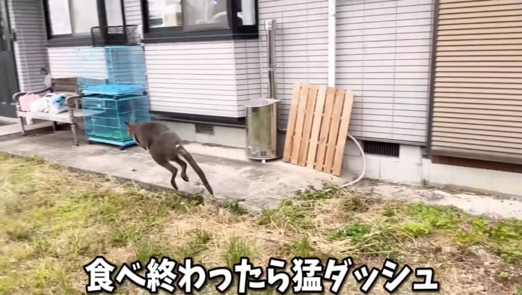お腹いっぱいになった後は、再び全力ダッシュ