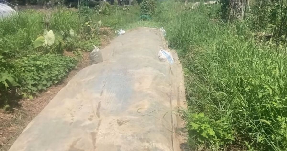 雑草の上にビニールシートを敷いたら→たった4時間で…… 目を疑う光景に「シートすごい!!」「草刈り頑張ってましたがヤメまーす」 | ライフスタイル ねとらぼ