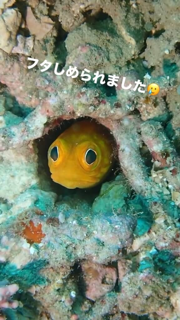 海で見つけた魚