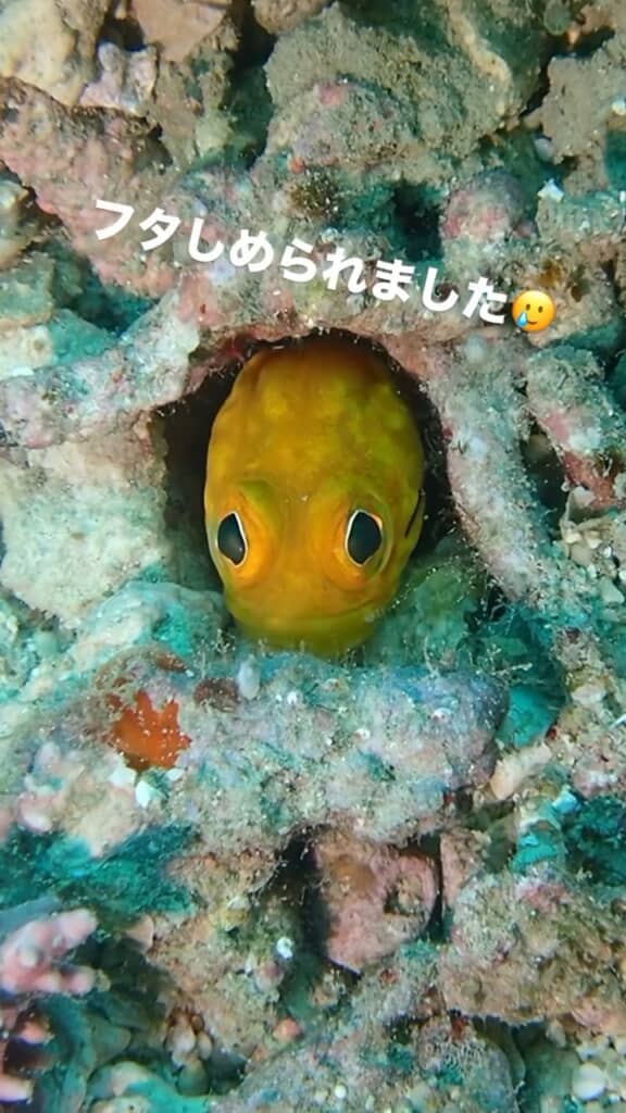 顔を出すジョーくん