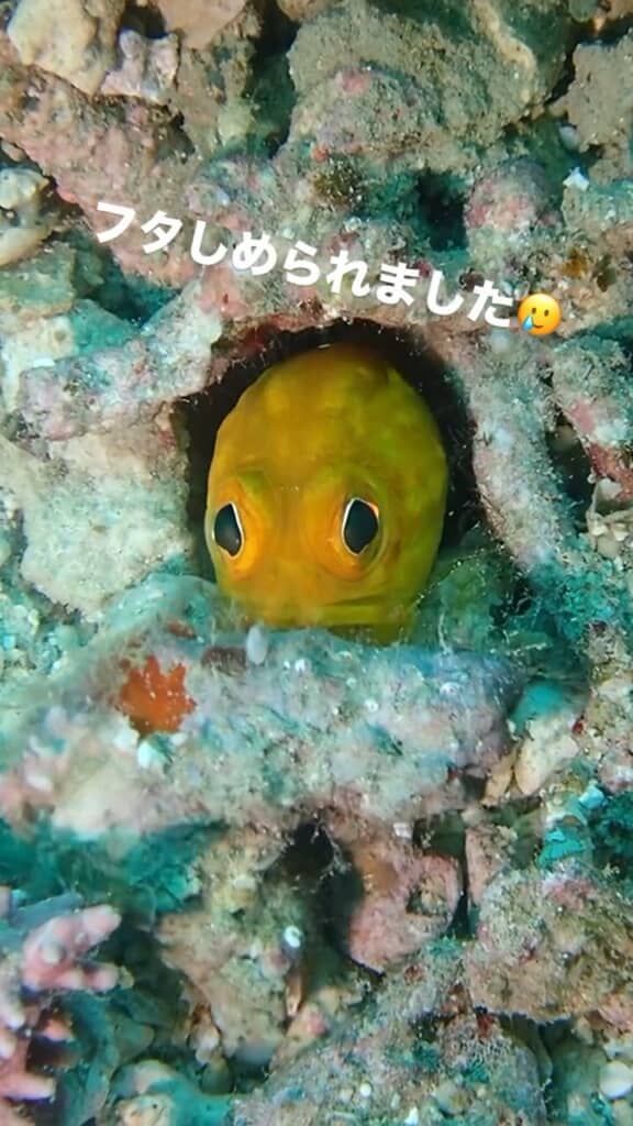 口で石をくわえる様子