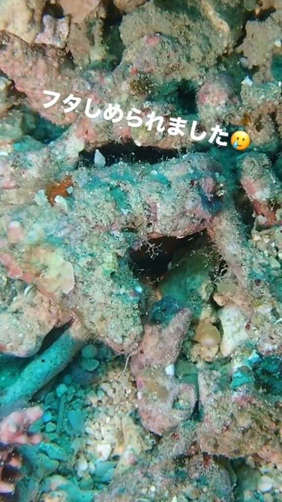 ふたを閉めて巣穴に完全に隠れたあと