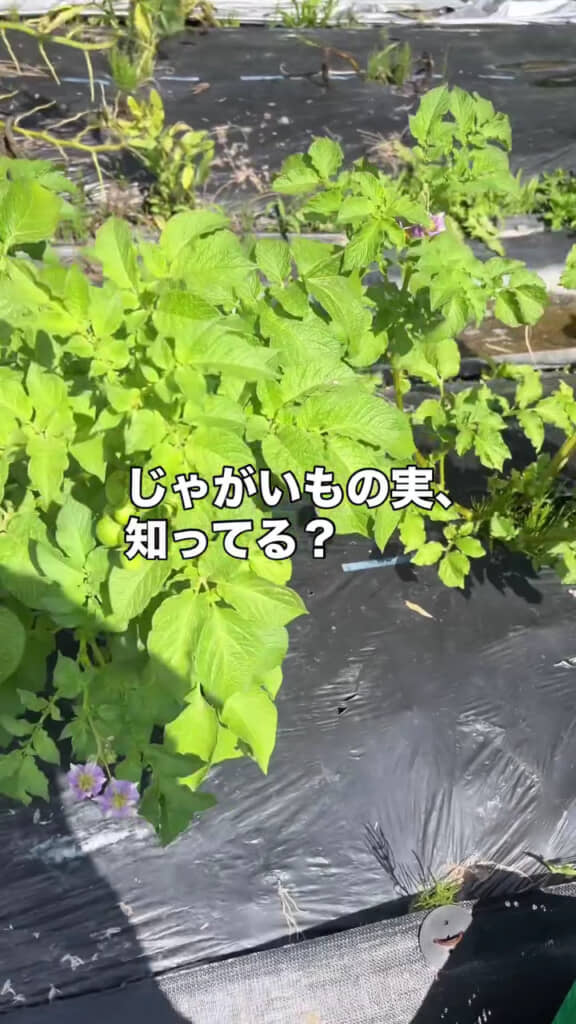 じゃがいもの“実”とは?