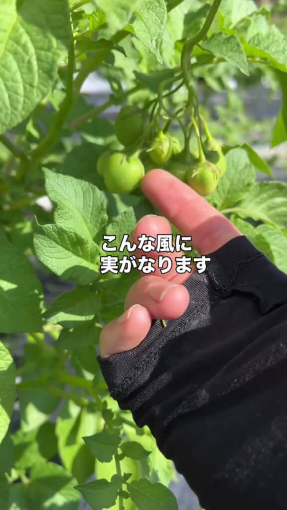 実は小さく緑色