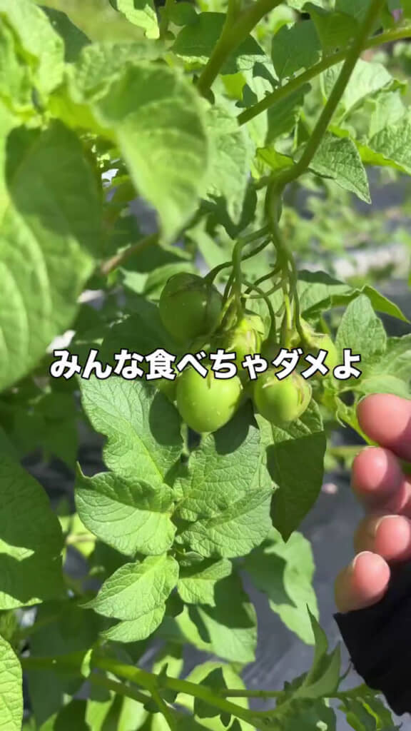 食べるのはNG