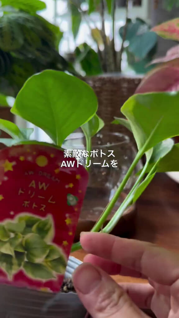 ポトスを植えていく