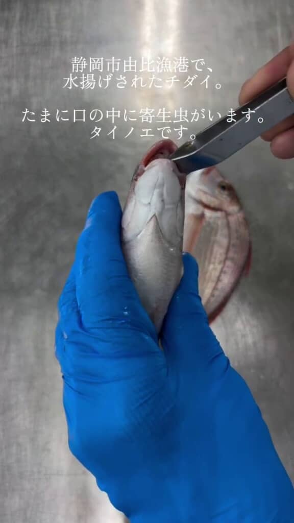 チダイの口を開く