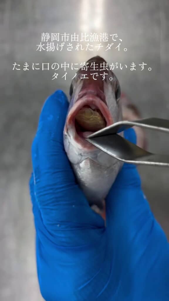 チダイの口内にくっついているタイノエ