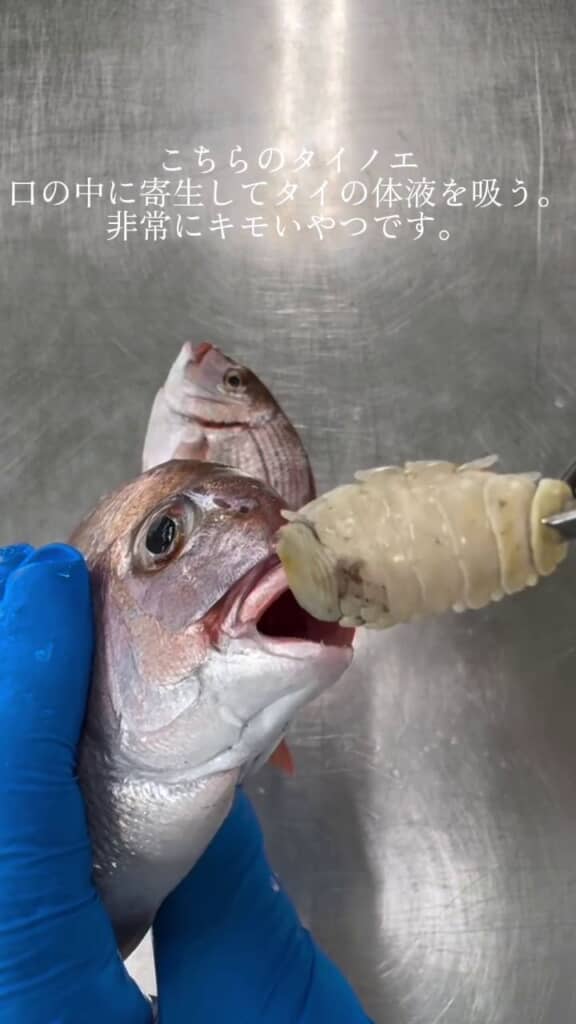 口内から取り出したタイノエ