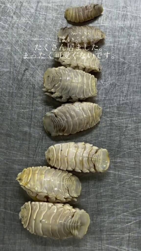複数のチダイから取り出されたタイノエ