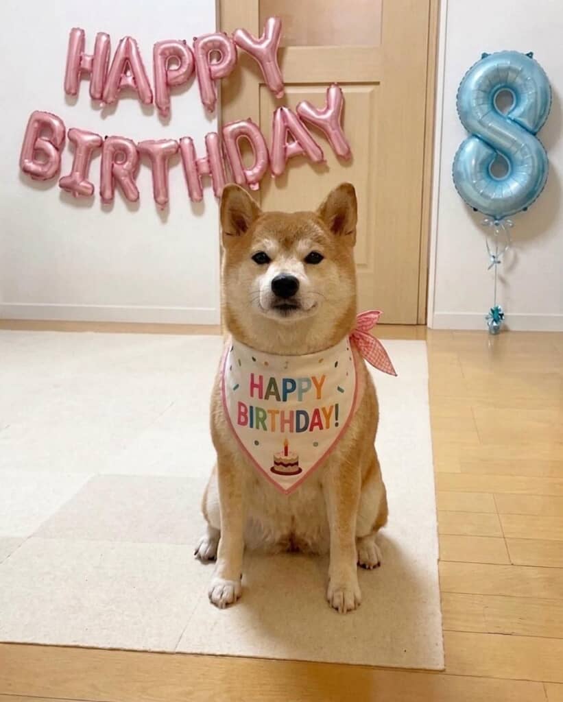 今年で8歳の誕生日を迎えた柴犬の「もも」ちゃん