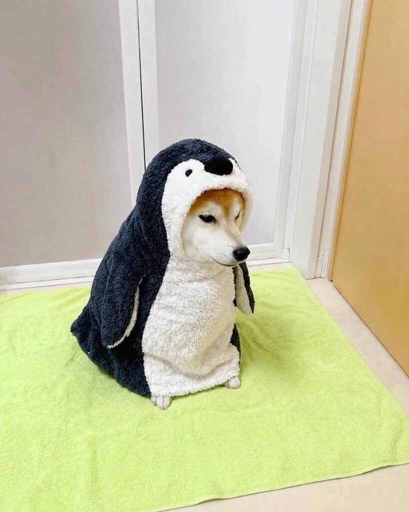 お風呂上がりの切なそうなももちゃん