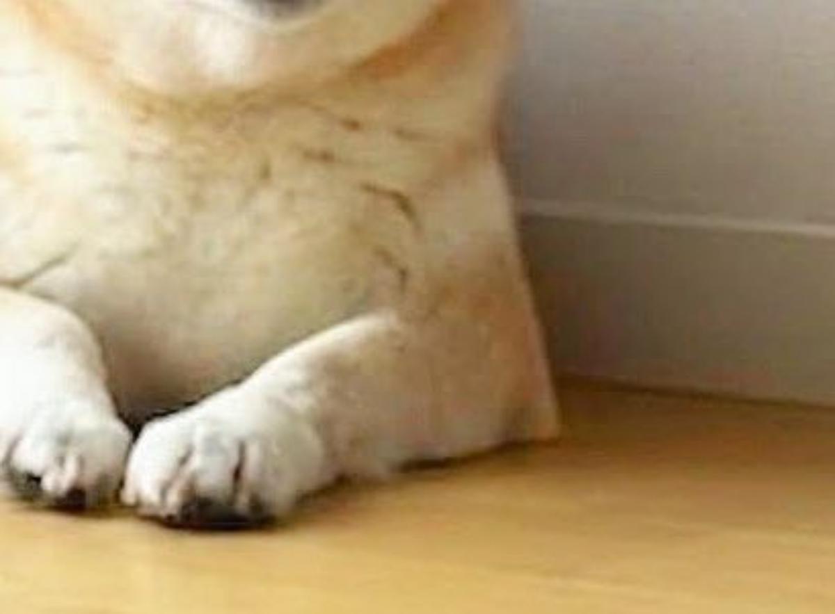 飼い主に「今日は早く帰る」と言われた柴犬→1秒後……　とんでもない表情に「新婚の嫁か」「もぅ会社行かないw」（1/3） | 犬 ねとらぼ