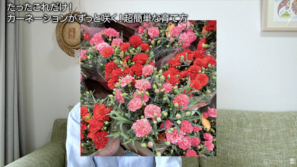 カーネーションを育てるコツは……
