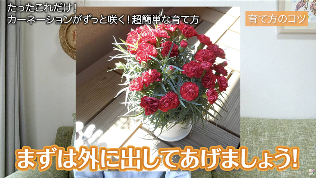屋外でしっかり太陽光に当てるのがコツ