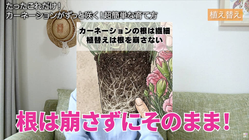 カーネーションの根は繊細なのだとか