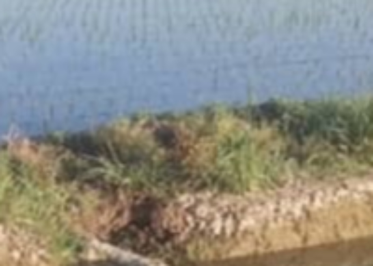 田んぼで見つけた正体不明のニョロニョロ→専門家に調べてもらうと……　衝撃の光景に反響「本当になんだコレ！？」（1/3） | ライフスタイル ねとらぼ